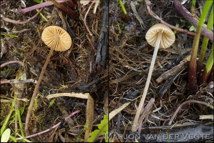 Oker breeksteeltje - Conocybe ochrostriata